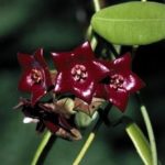 52f9a298c77fceee9d5fd19e7f7e4381—hoya-plants-cera