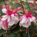 2363-foto-fuchsia_el_camino_2