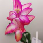 9gTE4NHVlrU