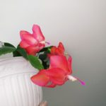 IMG_20201208_140423