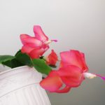 IMG_20201208_140432