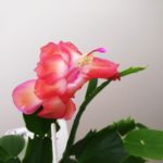 IMG_20201208_140437