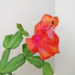 IMG_20201208_140605