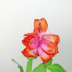 IMG_20201208_140620