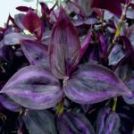 Commelinaceae-Tradescantia-zebrina-Deep-Purple-1-Steve’s-Leaves-Inc.-600×600-1
