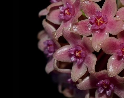 hoya noona pink - Land Flowers