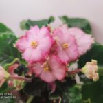 hzQu4nxsSiM