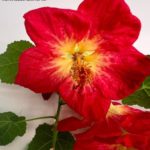 mini_lo6xfttvk1Q