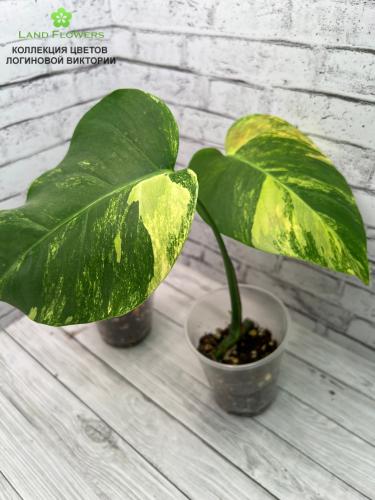 Monstera Pertusa Yellow Splash /Монстера Вариегатная «Желтые