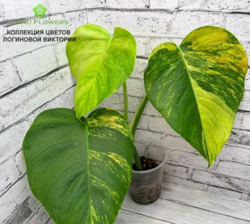 Monstera Pertusa Yellow Splash /Монстера Вариегатная «Желтые