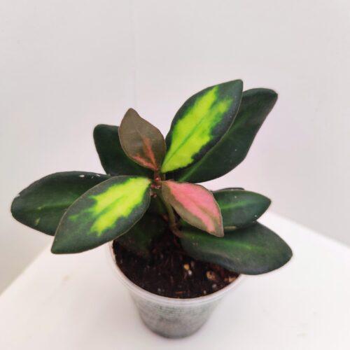 mini_cofjumf5h2w-500×500
